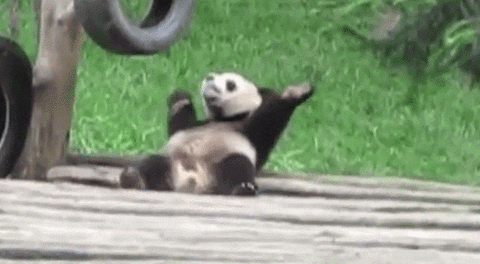 panda dancing GIF