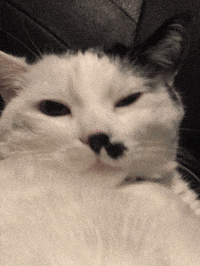 Cat Yawn GIF by Heaven Sent Gaming