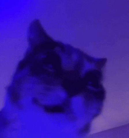 Cat Miedo GIF
