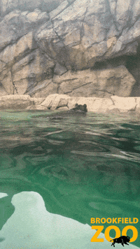 Fun Love GIF by Brookfield Zoo
