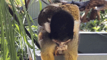 'Baby Boom': Perth Zoo Welcomes Births of Spider Monkeys and Tree Kangaroo