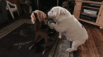 dog pug GIF