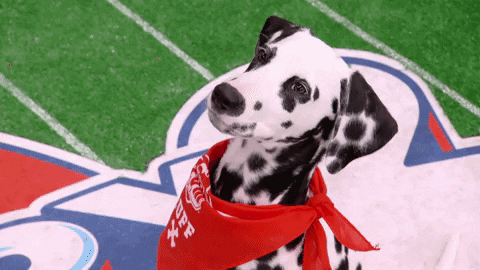 Animal Planet GIF by Puppy Bowl