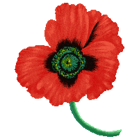 Flower Sticker by kenzo_official