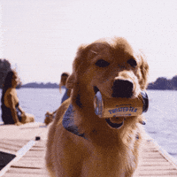 Ad gif. Golden Retriever's ears perk up while it holds a can of Twisted Tea in its mouth, standing on a dock.