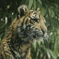 happy baby animals GIF by San Diego Zoo