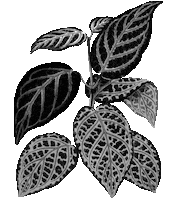 Black And White Photography Sticker by Jewish Museum of Australia