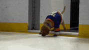 Ice Hockey Dog GIF by NHL