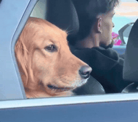 Dog Car GIF