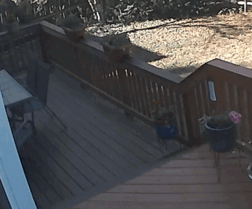 michaelnania giphyupload GIF