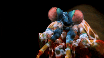 Shrimp Seafood GIF