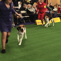 dog show dogs GIF by Westminster Kennel Club