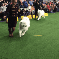 dog show dogs GIF by Westminster Kennel Club