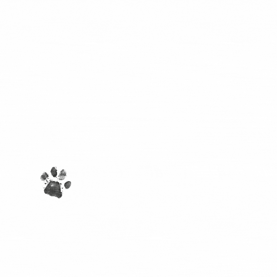 kemique giphyupload petclothes kemiquecom kemique GIF