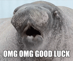 Wildlife gif. A giant walrus bobs its head up and down, its bottom lip jiggling around wildly. Text, "OMG OMG GOOD LUCK."