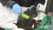 grooming sea otter GIF by Monterey Bay Aquarium
