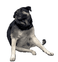 Dog Itch Sticker by De Graafschap Dierenartsen