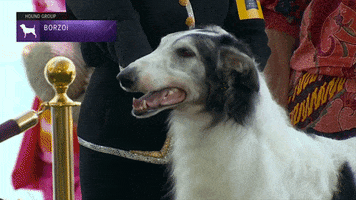 Dogs Borzoi GIF by Westminster Kennel Club