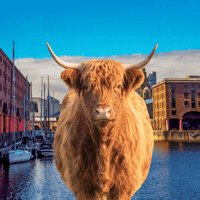 Farm Life Scotland GIF by STARCUTOUTSUK