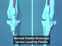 Luxating Patella GIF by Crusoe