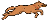 run wolf STICKER