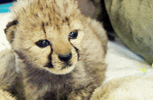 sleepy baby GIF