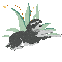Rvergis dog doggie schnauzer lucy birthday Sticker