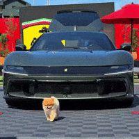 Ferrari Pomeranian GIF
