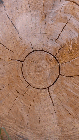 Simongip giphygifmaker GIF