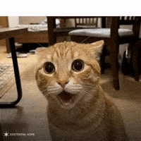 Cat Reaction GIF by Foresight Existential Hope