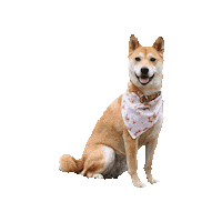 Shiba Inu Akira Sticker by Geekster Pets