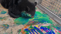 Call Her Jackson Paw-lock: Black Bear Creates Painting at Washington Wildlife Park