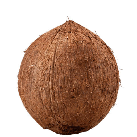 ikwilbolletje giphyupload coco coconut sinterklaas Sticker