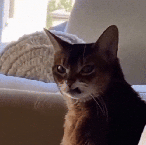 Angry Cat Disgusted Face GIF