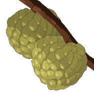 Bob Marley And The Wailers Football Sticker by Bob Marley