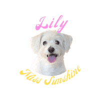 Vegan Pup Sticker by Viramino