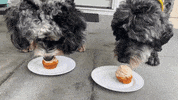 Dog Birthday GIF