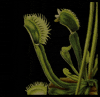 Carnivore Apothecary GIF by Dr.Soil