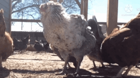 Meri_Maura giphyupload GIF