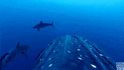 blue planet shark GIF by BBC America