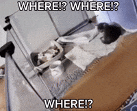 Cat Where Is It GIF