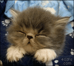 Video gif. A fuzzy gray cat with eyes closed slowly reclines its head back like it's falling asleep and falling over at the same time.