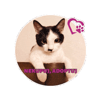 Fousky cat animal shelter kocka útulek Sticker