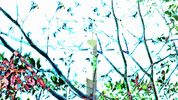 Art Design GIF by jorgemariozuleta