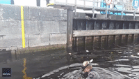 Kitten Stuck in River Shannon Lock Rescued After Being Spotted by Keen-Eyed Teen