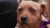 pupparazzi puppy potty face GIF by Nat Geo Wild