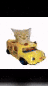 Cat GIF