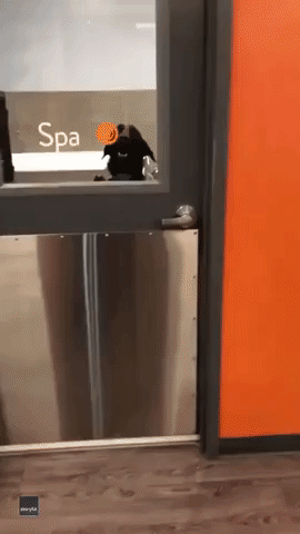 Clever Dog Waits Until the Coast Is Clear to Open Door