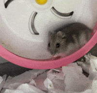 chris83811 sad chi 難過 brownsugar GIF