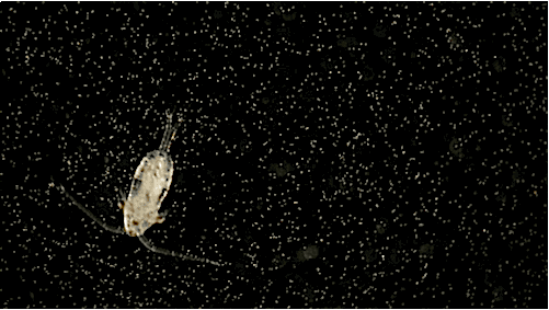 Sea Crab GIF by PBS Digital Studios